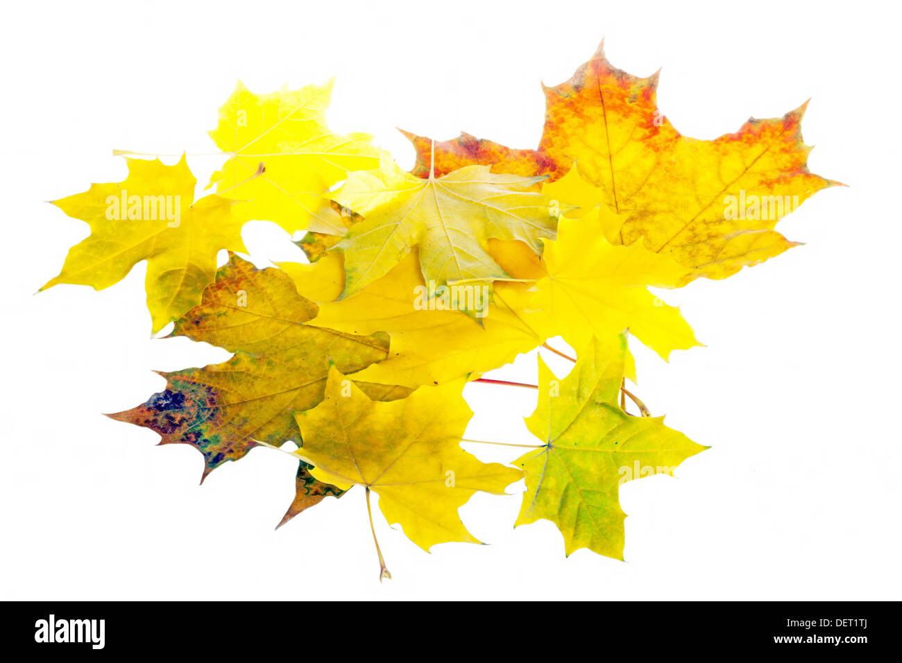 Tas de feuilles d'automne isolé sur fond blanc Banque D'Images