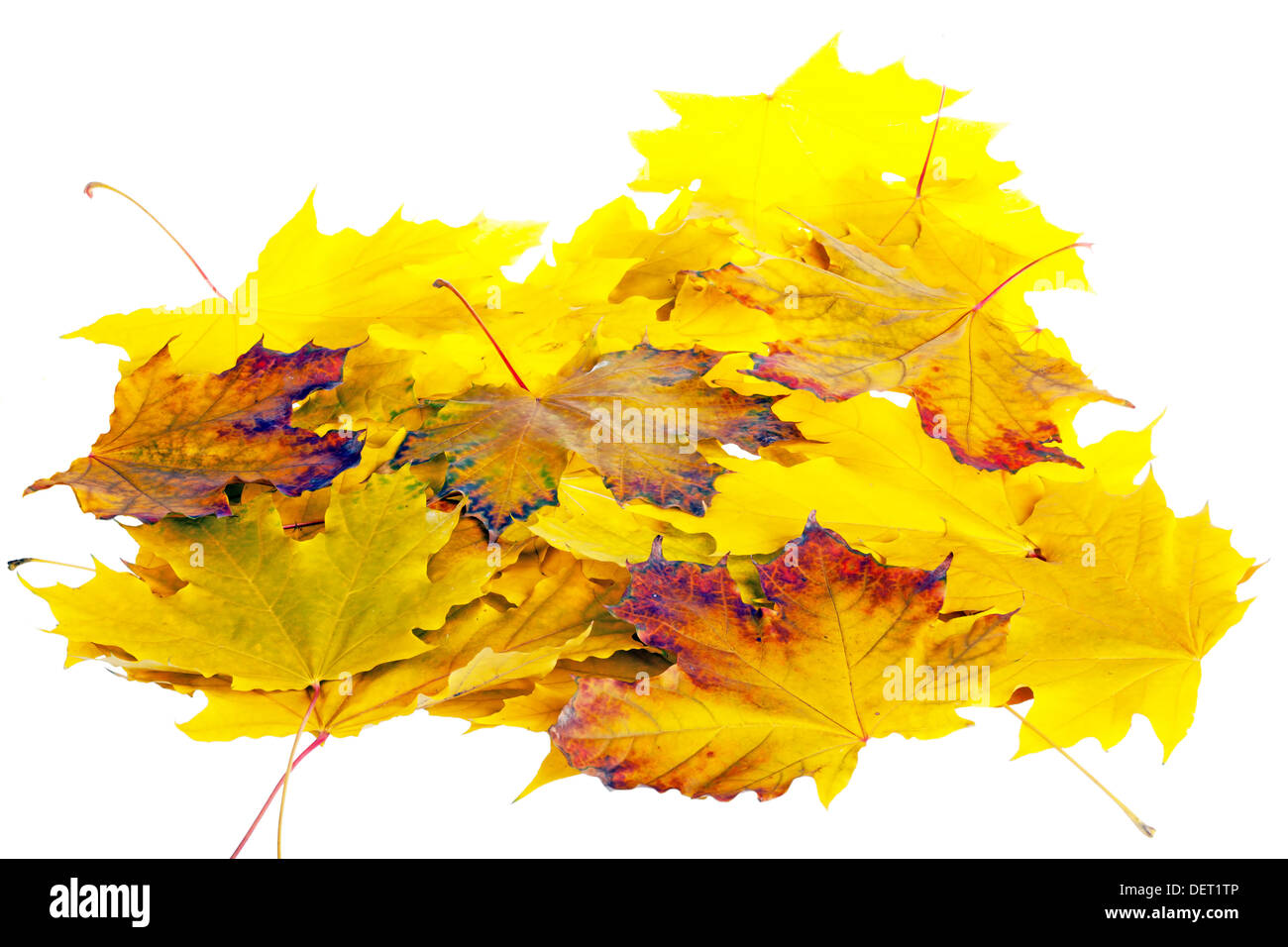 Tas de feuilles d'automne isolé sur fond blanc Banque D'Images