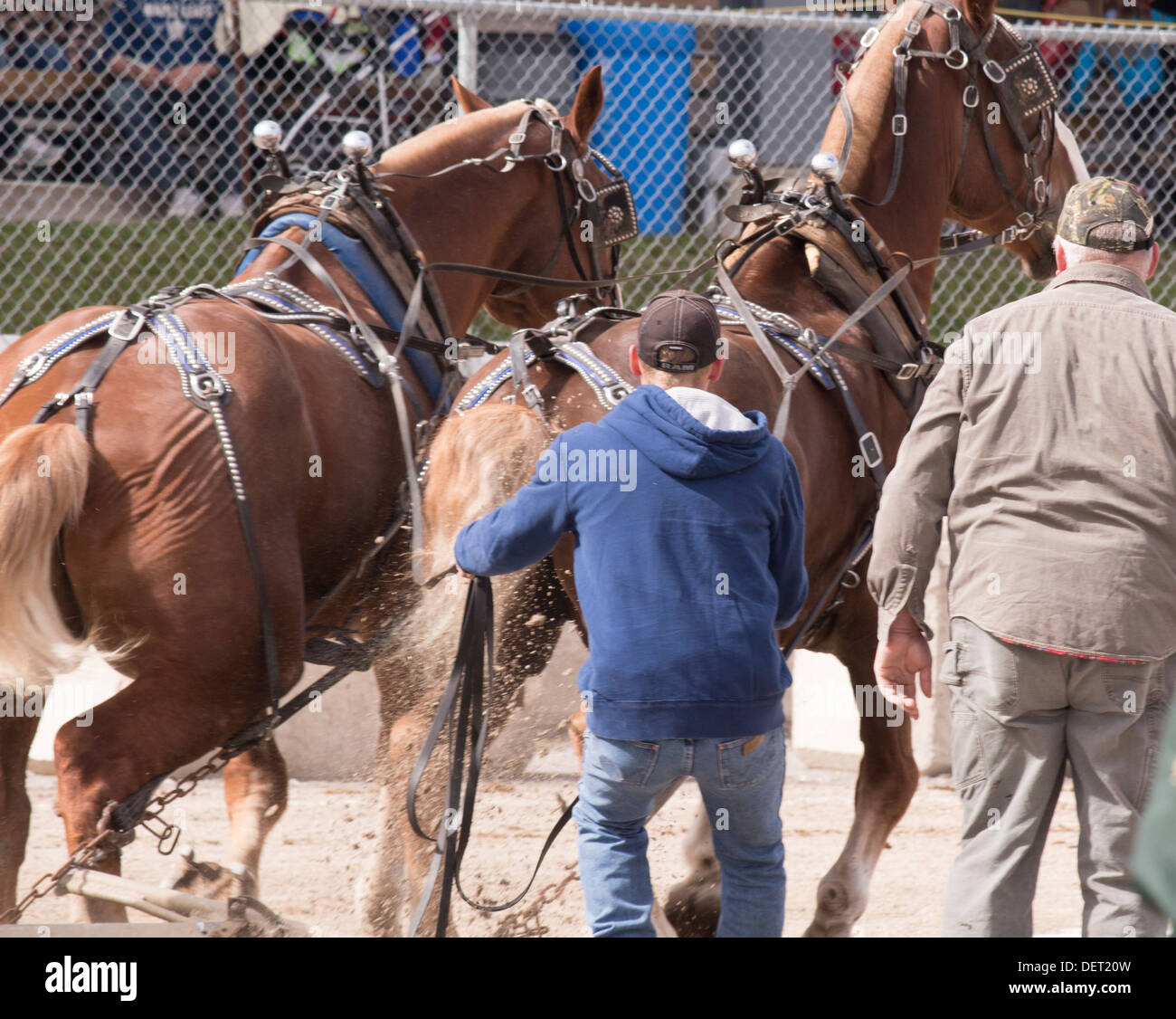 L'équipe de cheval belge de traction à l'extraire à la concurrence équitable et Lindsay à Kawartha Lakes Exposition Banque D'Images