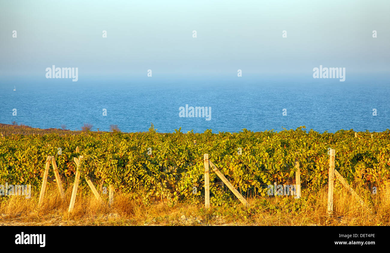 Un vin vignoble de France. Image HDR Banque D'Images