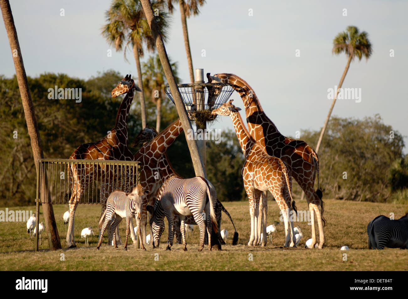 L'alimentation des animaux d'Afrique à Busch Gardens Theme Park, Tampa, Floride Banque D'Images