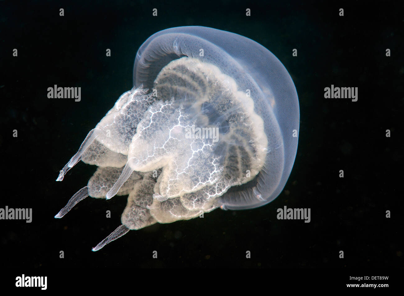 Baril-poubelle ou méduses méduses Rhizostoma pulmo (couvercle), de la mer Noire, en Crimée, Ukraine Banque D'Images