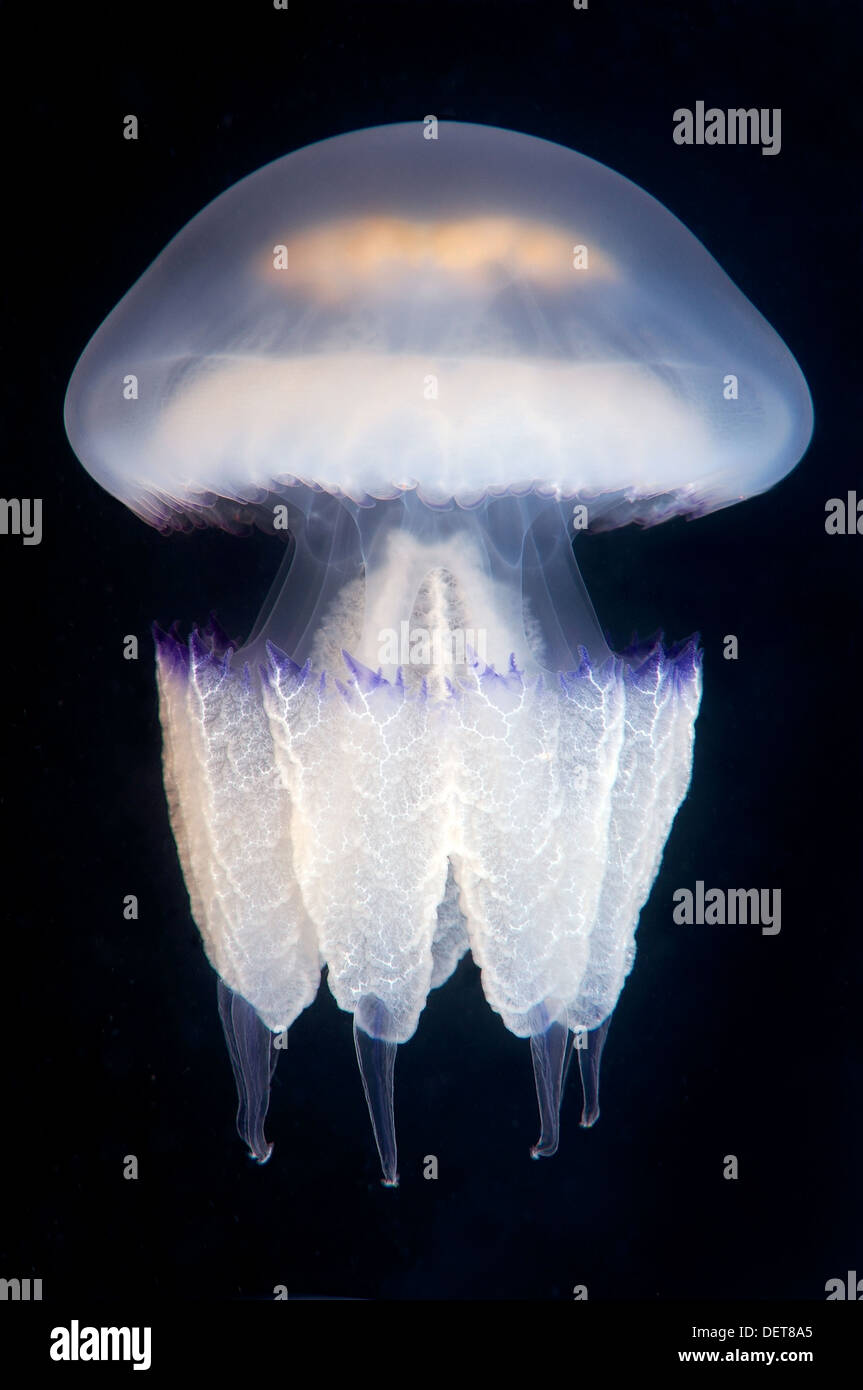 Baril-poubelle ou méduses méduses Rhizostoma pulmo (couvercle), de la mer Noire, en Crimée, Ukraine Banque D'Images