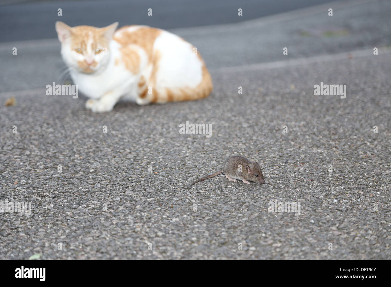 Harcèlement criminel chat rat jeunes Banque D'Images
