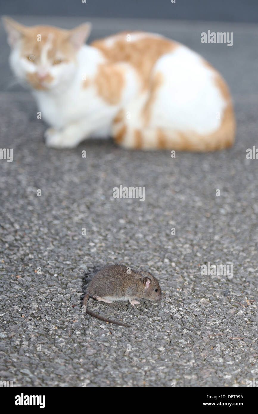 Harcèlement criminel chat rat jeunes Banque D'Images