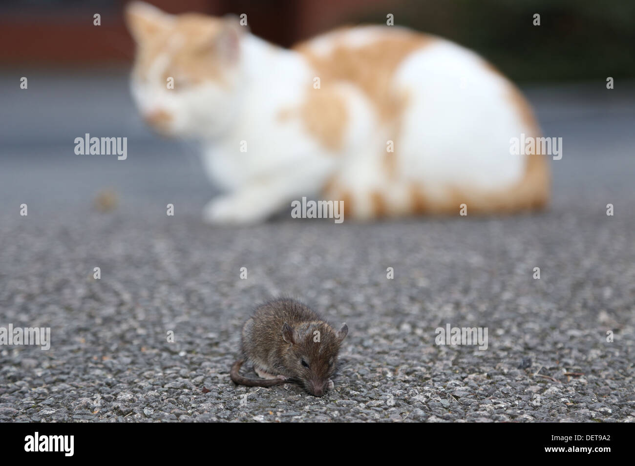 Harcèlement criminel chat rat jeunes Banque D'Images