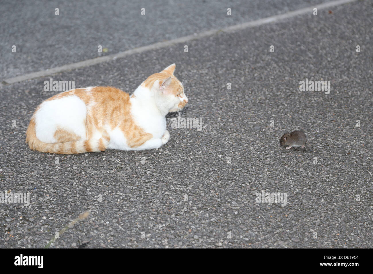 Harcèlement criminel chat rat jeunes Banque D'Images