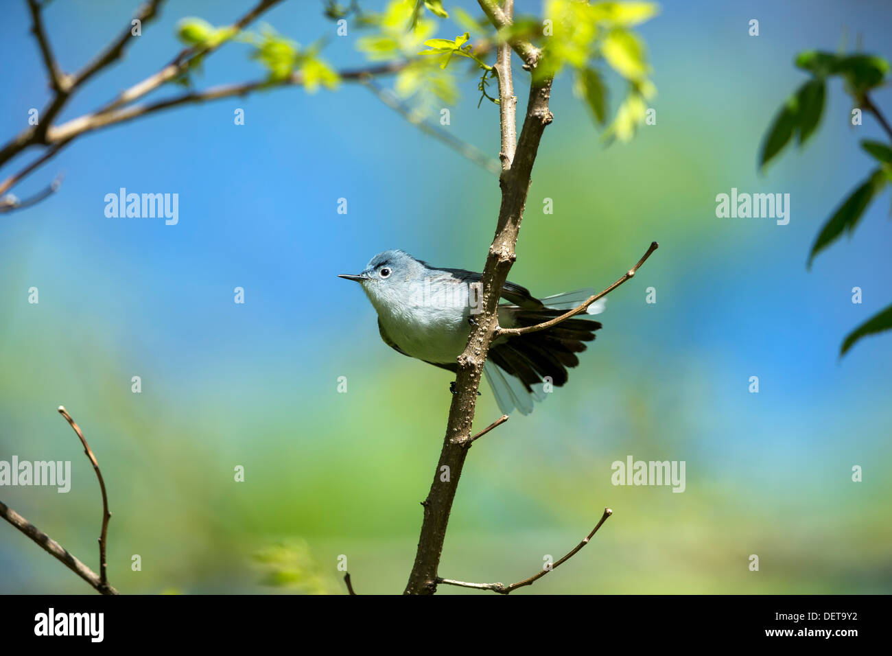 Petit oiseau chanteur perché sur une branche avec arrière-plan agréable - Gobemoucheron gris-bleu Polioptila caerulea Banque D'Images