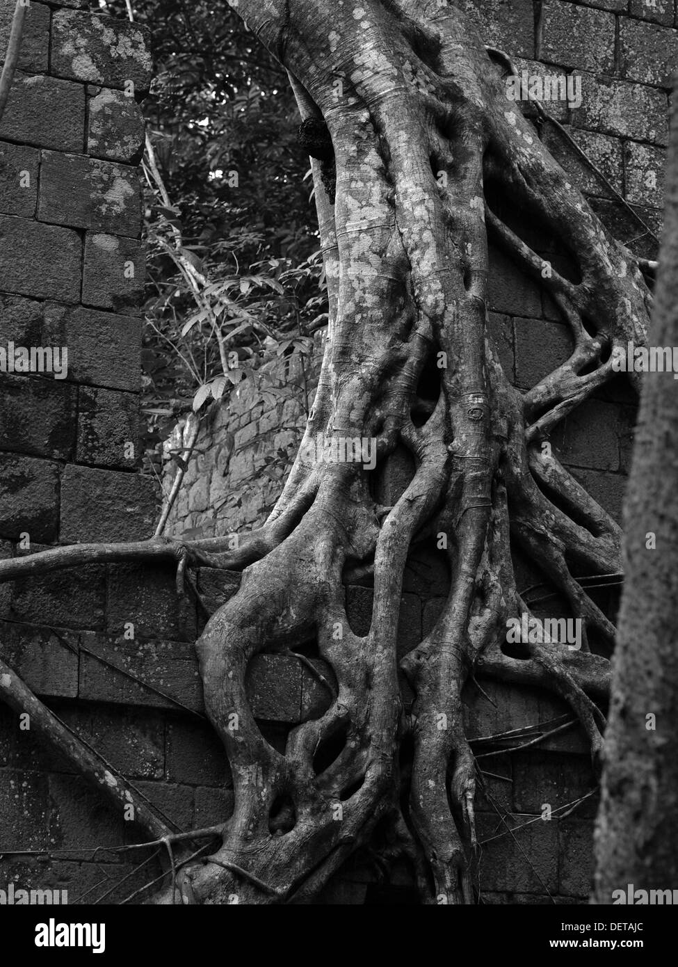 Racines d'arbres qui poussent sur un ancien bâtiment abandonné dans la forêt tropicale de fort Shirley, parc national de Cabrits, Commonwealth de la Dominique. Banque D'Images