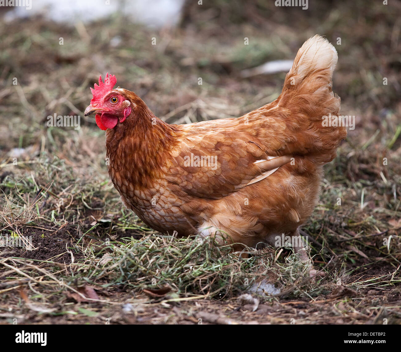 Une poule brune creuser dans le sol d'une poulette stylo. Banque D'Images