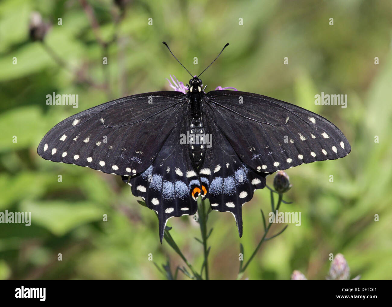 De l'Est féminin vue ventrale Swallowtail noir Banque D'Images