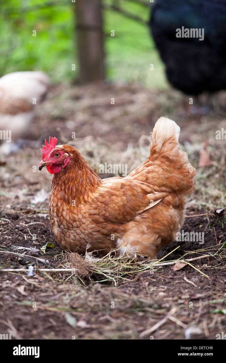 Une poule brune creuser dans le sol d'une poulette stylo. Banque D'Images