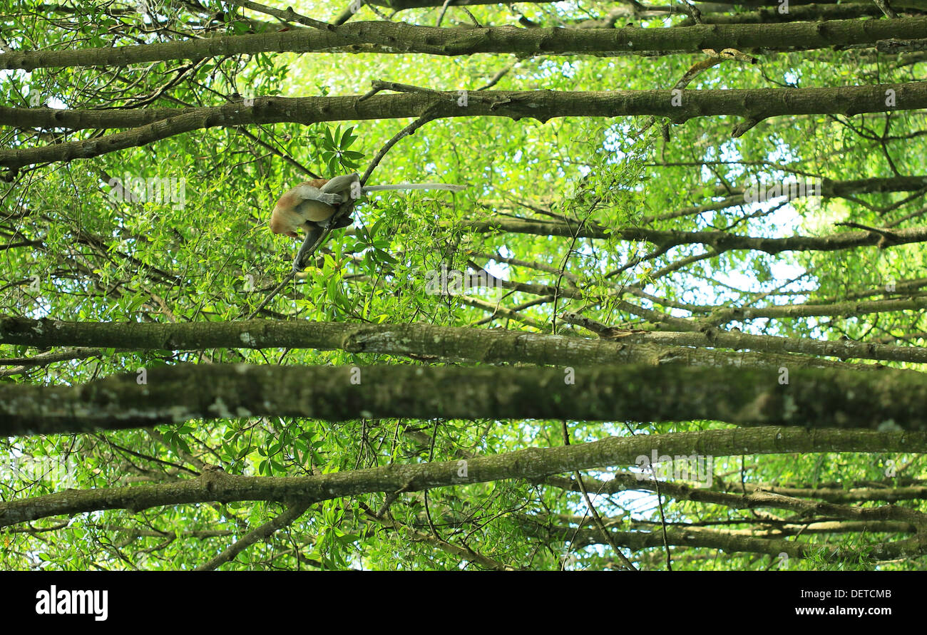 Bekantan est un long nez monkey qui vivent dans Kalimantan (Bornéo) de l'Indonésie. C'est inclure dans l'endangered species Banque D'Images