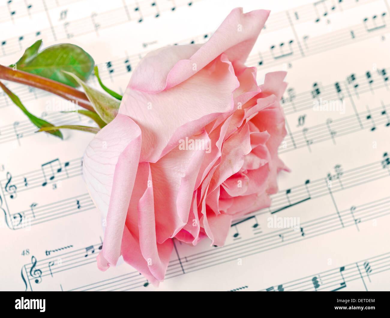Rose rose repose sur un document musical Banque D'Images