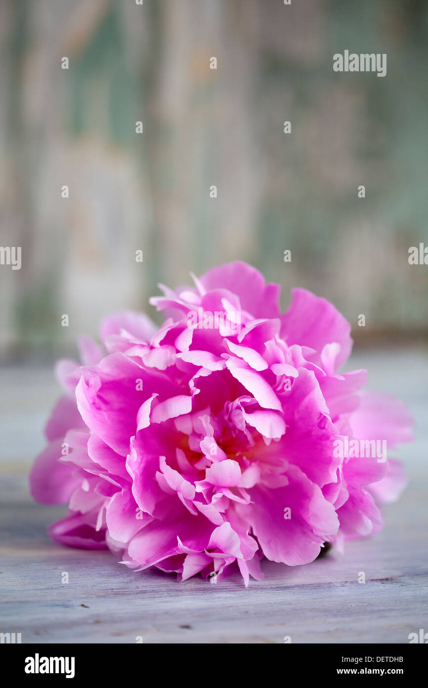 Une seule fleur pivoine rose ouverte sur une surface en bois rustique. Banque D'Images
