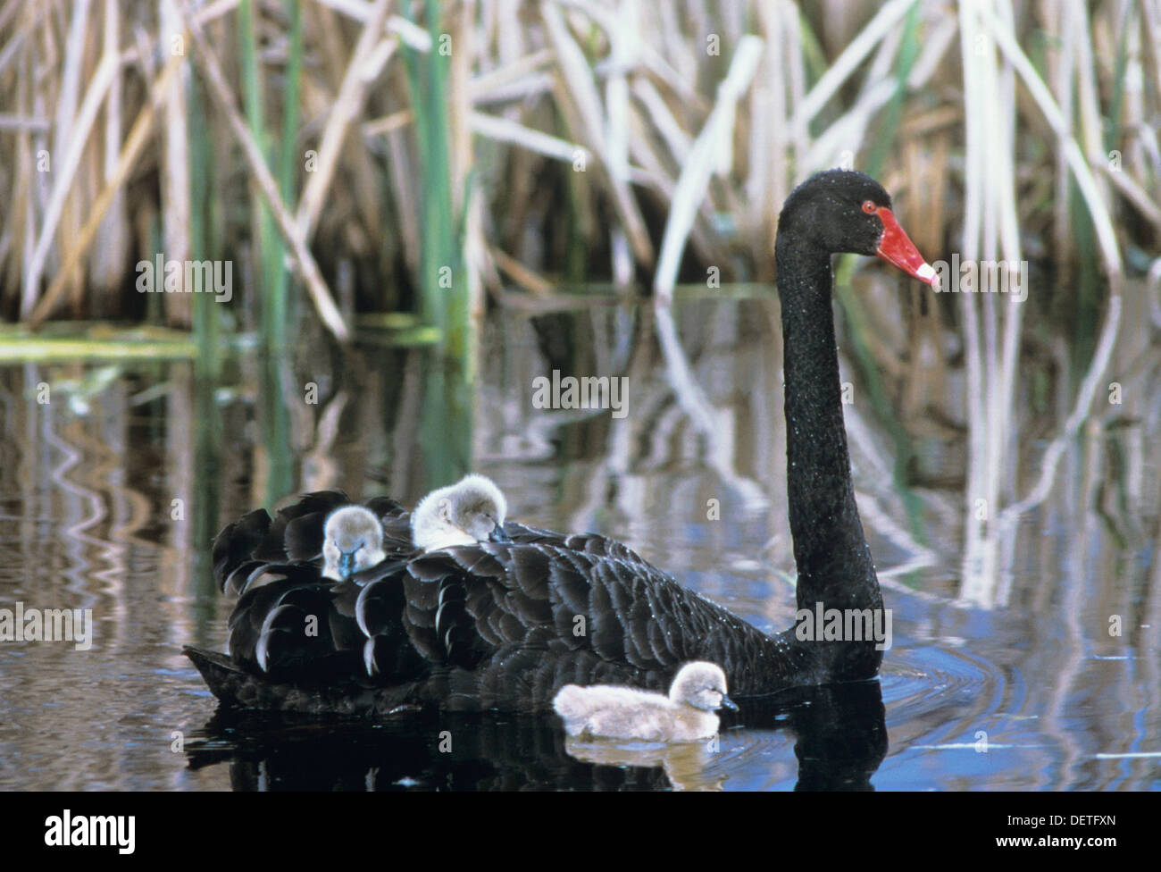 Cygne Noir Cygnus atratus adulte avec 2 poussins sur le dos et 3ème poussin natation photographié en Tasmanie, Australie Banque D'Images