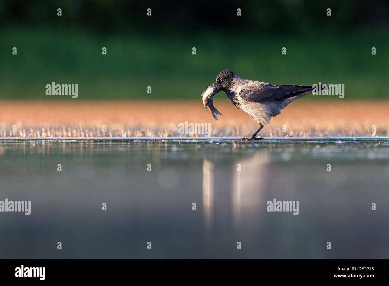 Hooded crow (Corvus cornix) se nourrissant d'un poisson sur le bord d'un lac, la Hongrie Banque D'Images