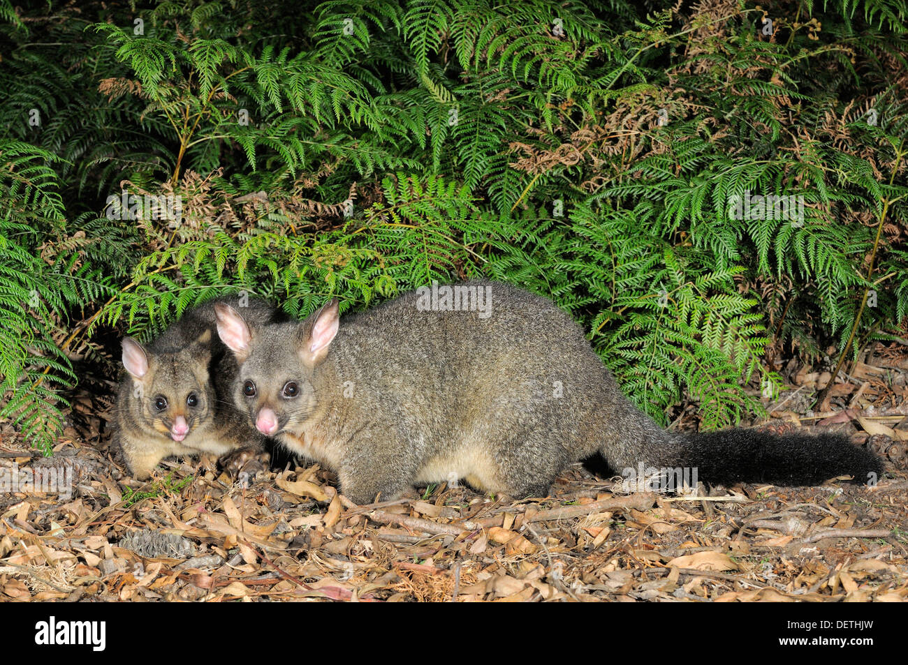 Common Brushtail Possum Trichosurus vulpecula femelle avec grand joey photographié en Tasmanie, Australie Banque D'Images