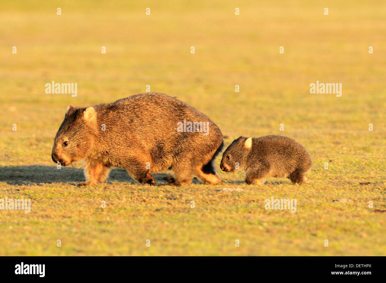 Wombat commun Vombatus ursinus et joey femelle photographié en Tasmanie Banque D'Images
