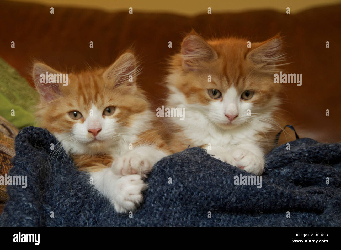 Deux, mignon et gingembre moelleux et blanc chatons Banque D'Images