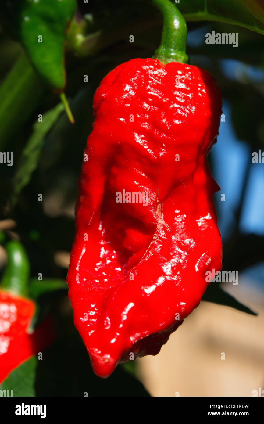 Le piment Bhut Jolokia, l'un des piments les plus chaudes dans le monde (voir la description fort pour plus d'informations et d'autres noms). Banque D'Images