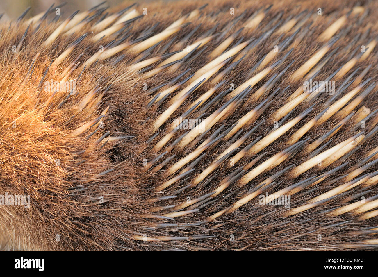 Echidna Tachyglossus aculeatus Close up de la fourrure et les plumes photographié en Tasmanie, Australie Banque D'Images