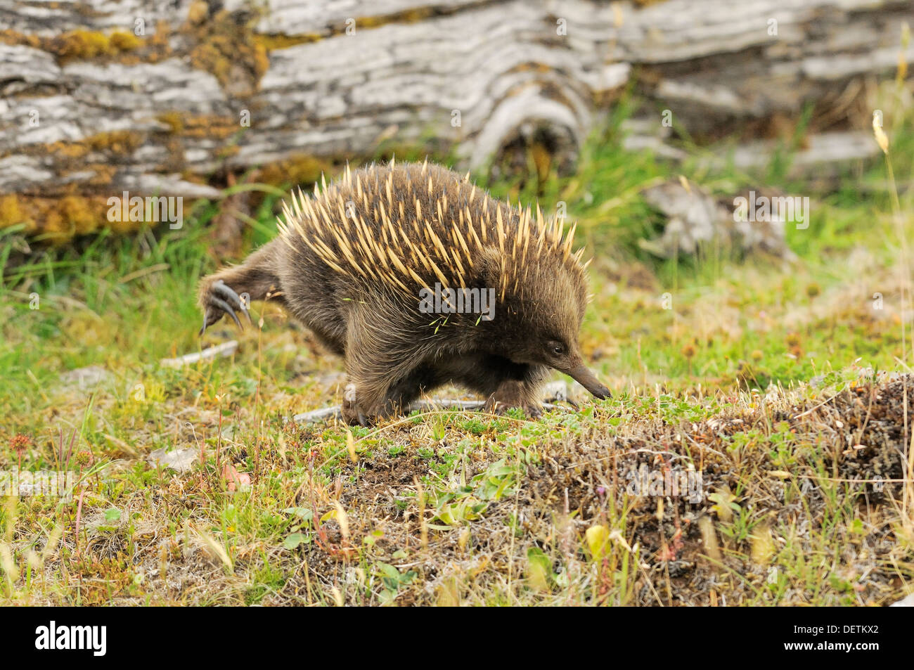 Echidna Tachyglossus aculeatus Walking photographié en Tasmanie, Australie Banque D'Images