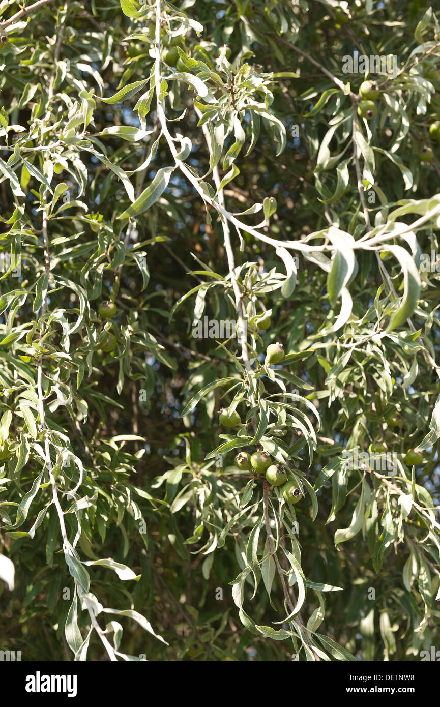 Pyrus salicifolia pear feuilles de saule argenté avec des feuilles minces et des fruits de forme allongée Banque D'Images
