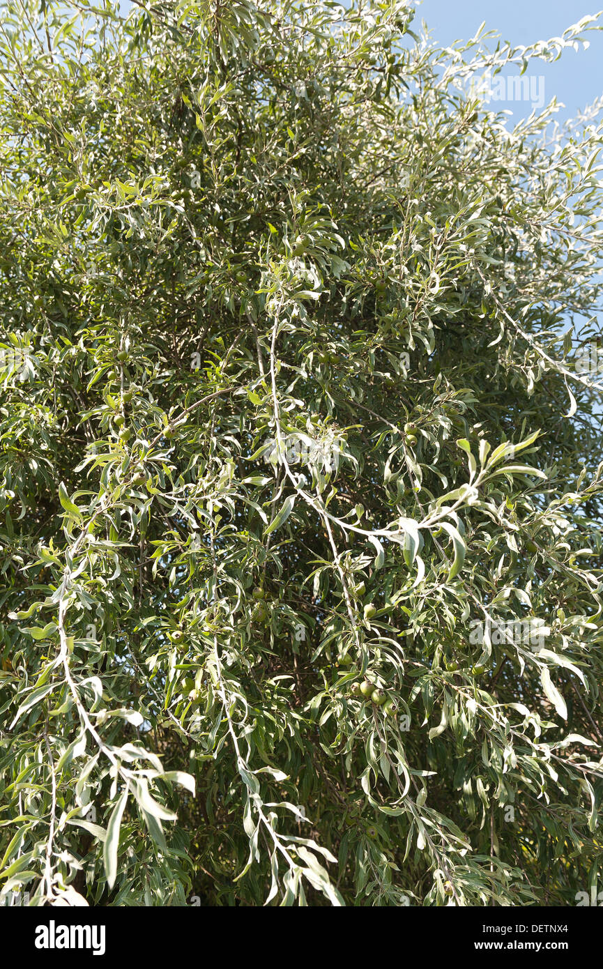 Pyrus salicifolia pear feuilles de saule argenté avec des feuilles minces et des fruits de forme allongée Banque D'Images