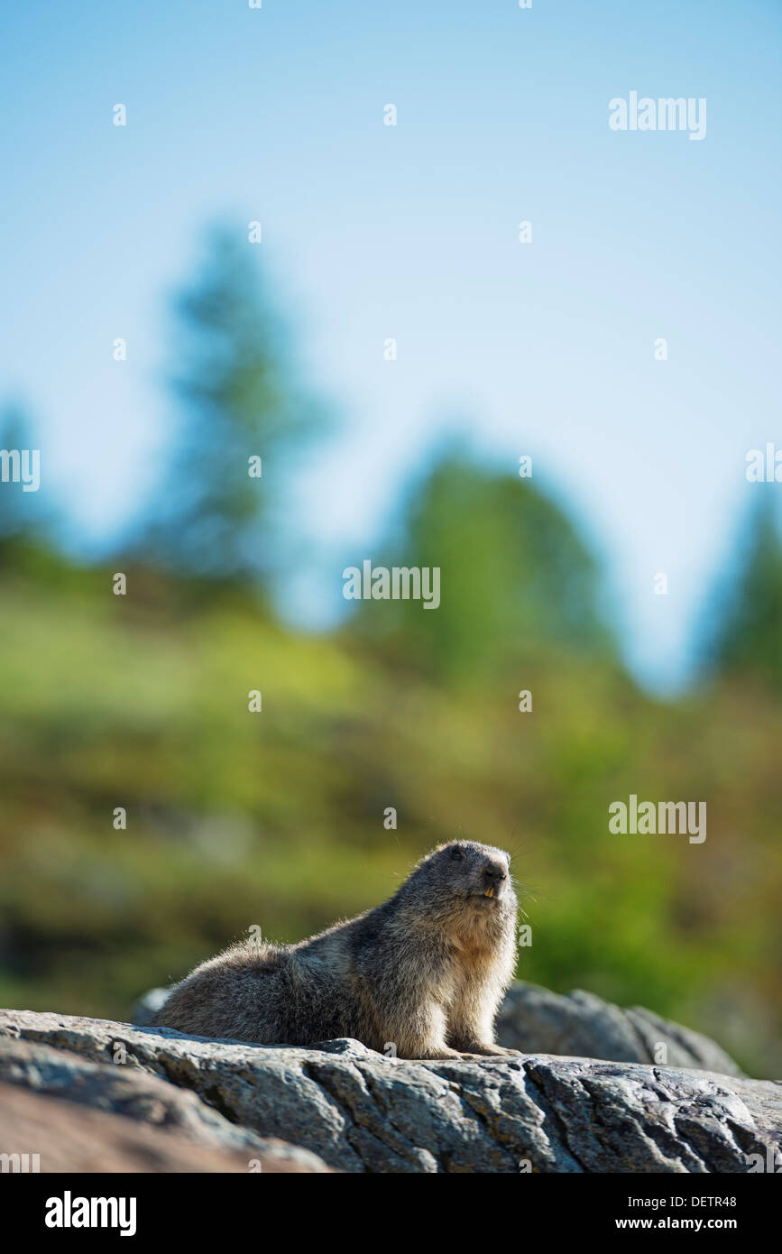 L'Europe, Valais, Alpes Suisses, Suisse, Zermatt, marmotte (Marmota marmota) Banque D'Images