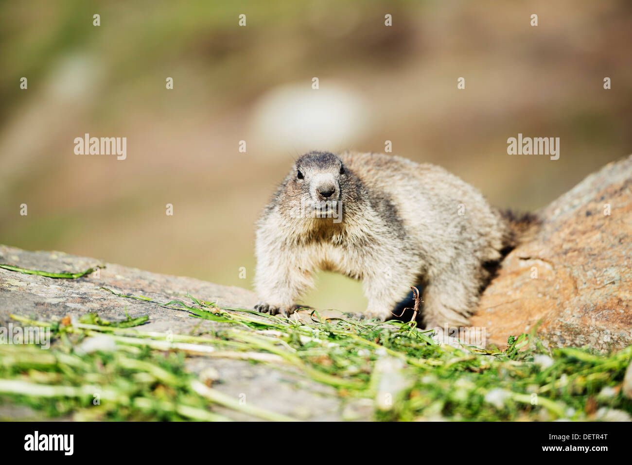 L'Europe, Valais, Alpes Suisses, Suisse, Zermatt, marmotte (Marmota marmota) Banque D'Images