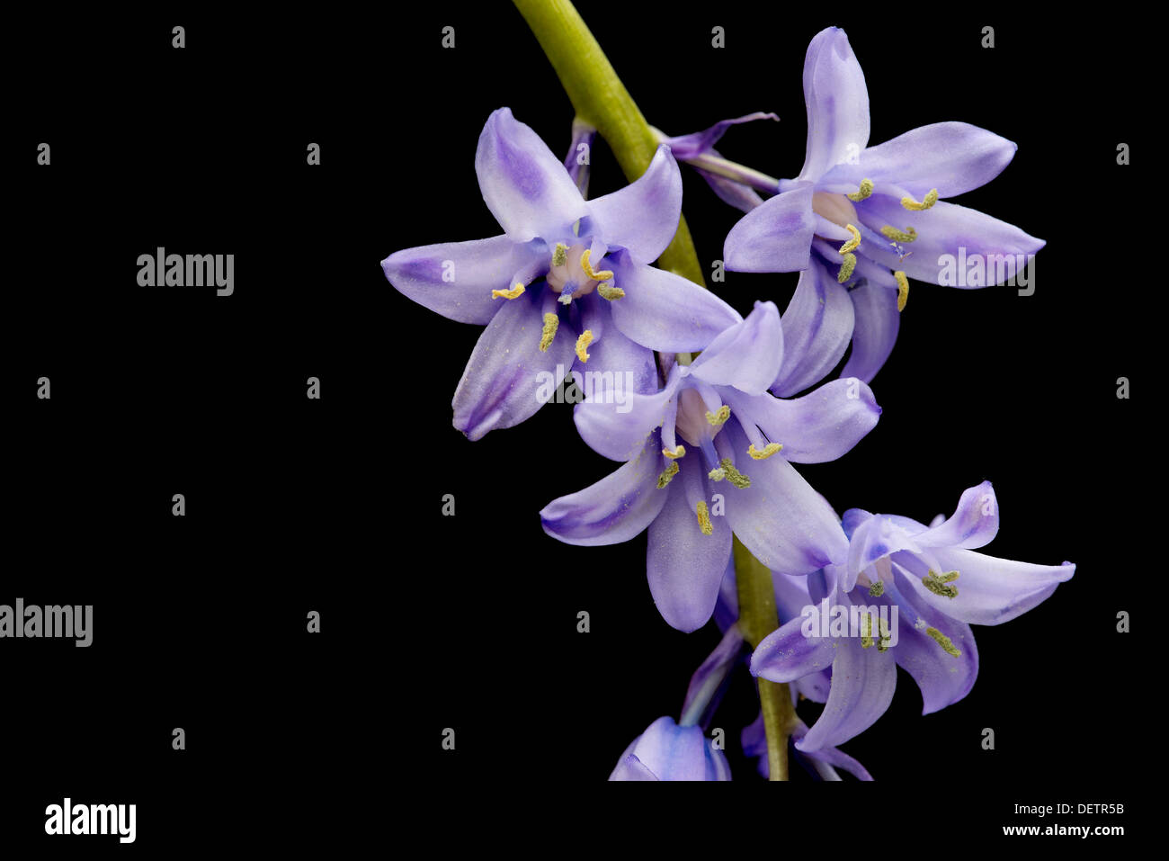 Bluebell Hyacinthoides hispanica espagnol Banque D'Images