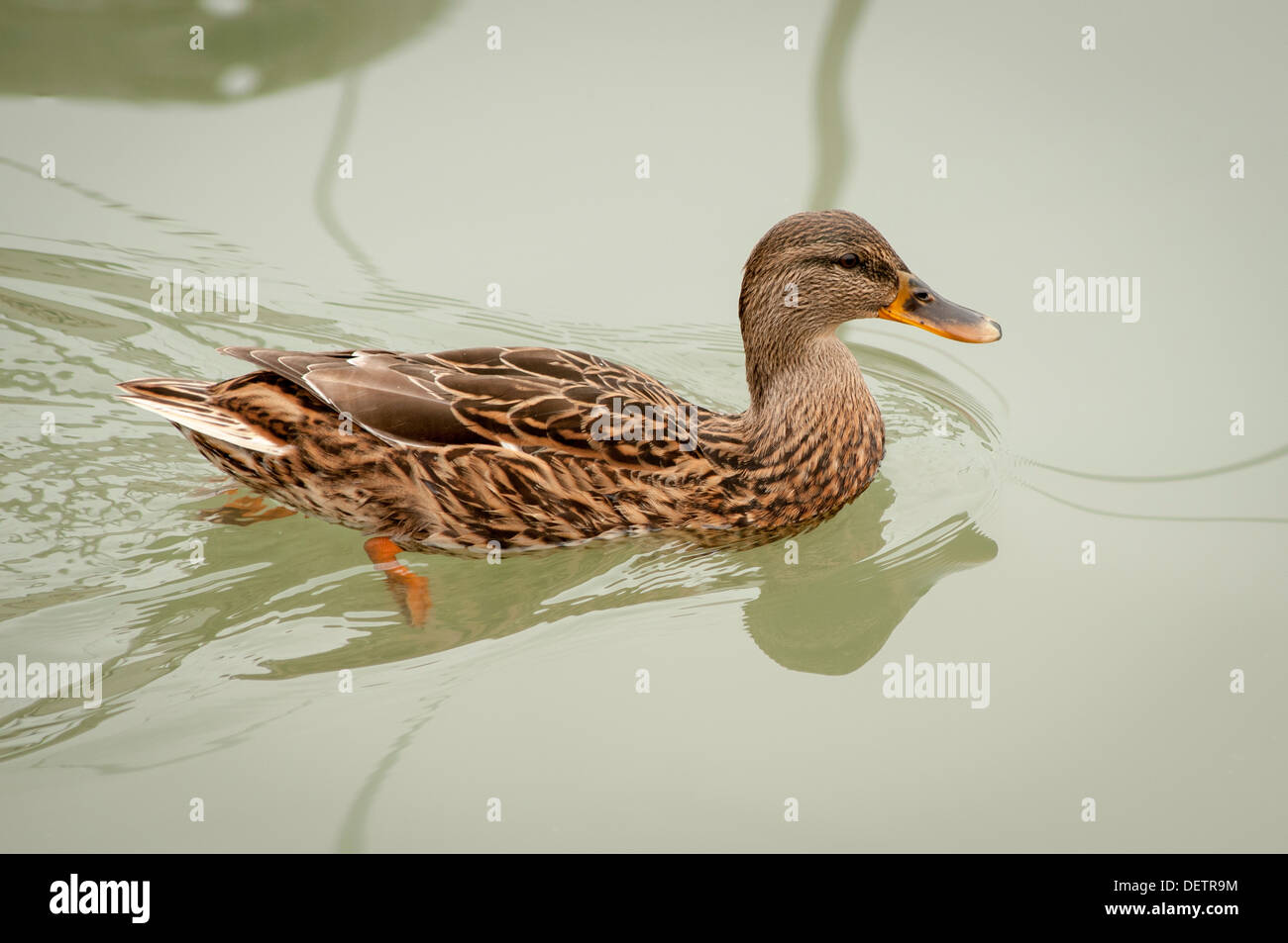 Canard femelle paddling Banque D'Images
