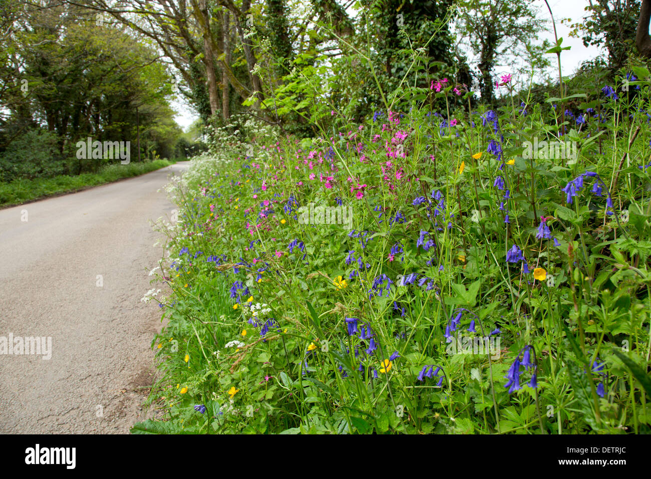 Bordure de fleurs ; Point ; Printemps ; Cornwall, UK Banque D'Images
