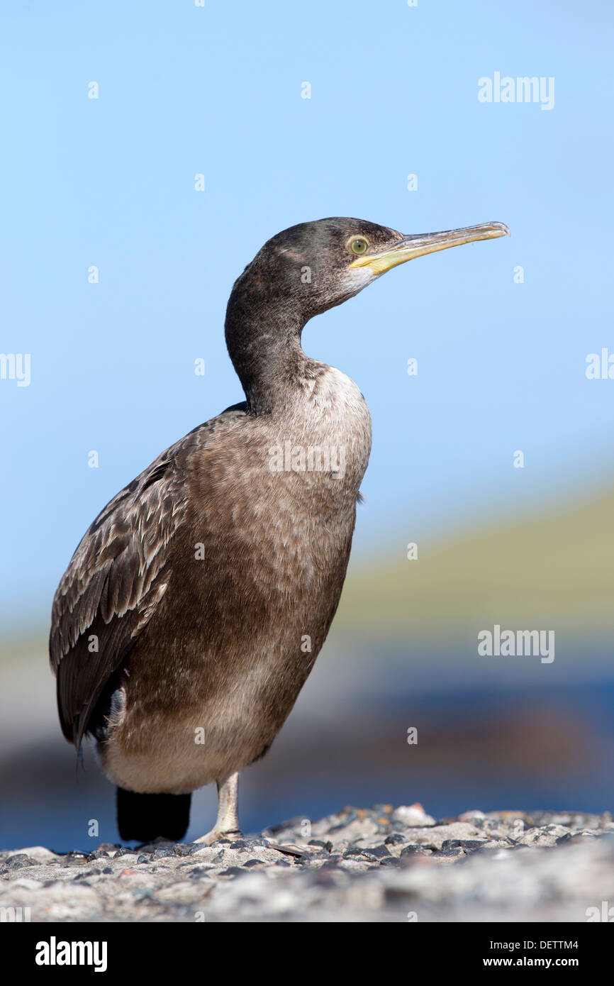 Shag ; Phalacrocorax aristotelis ; debout sur une jambe ; Royaume-Uni ; Shetland Banque D'Images
