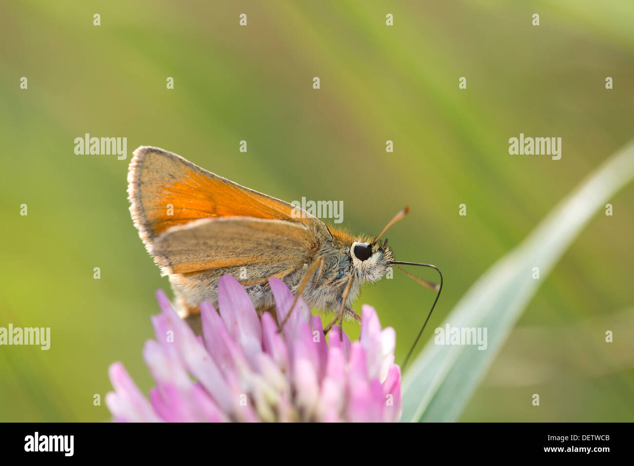 Petit papillon hespérie Thymelicus sylvestris ; Royaume-Uni ; Banque D'Images