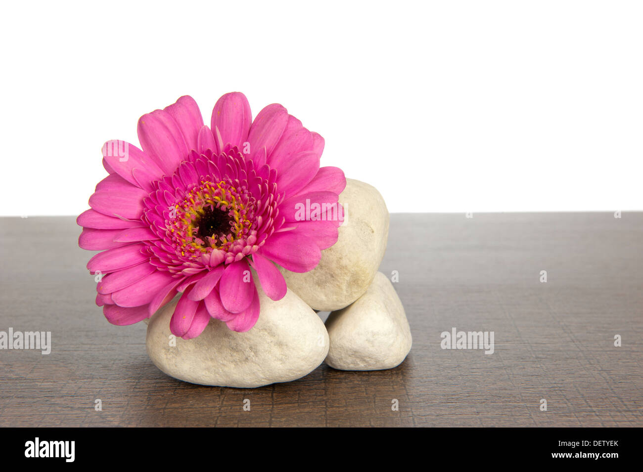 Amas de rochers blancs sur une étagère en bois brun foncé décoré de gerbera rose Banque D'Images