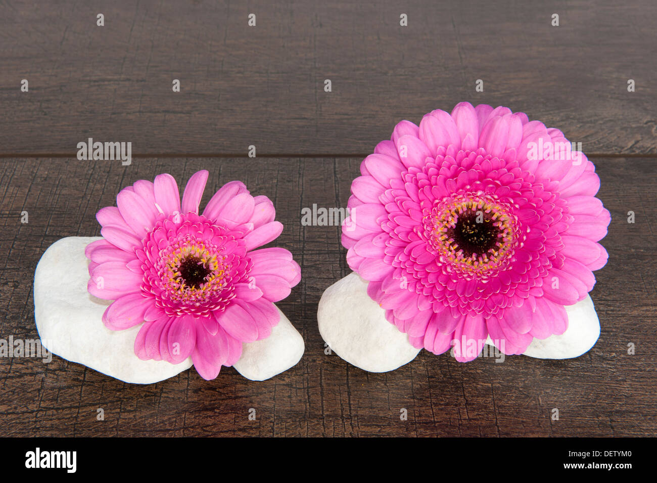 Deux Gerberas rose avec quatre pierres blanches sur une étagère en bois brun foncé Banque D'Images