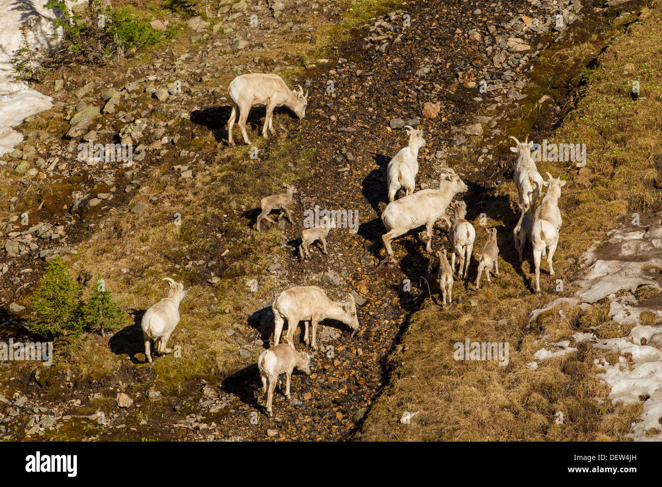 Un troupeau de chèvres de montagne dans la région de Rocky Mountain National Park, Colorado Banque D'Images