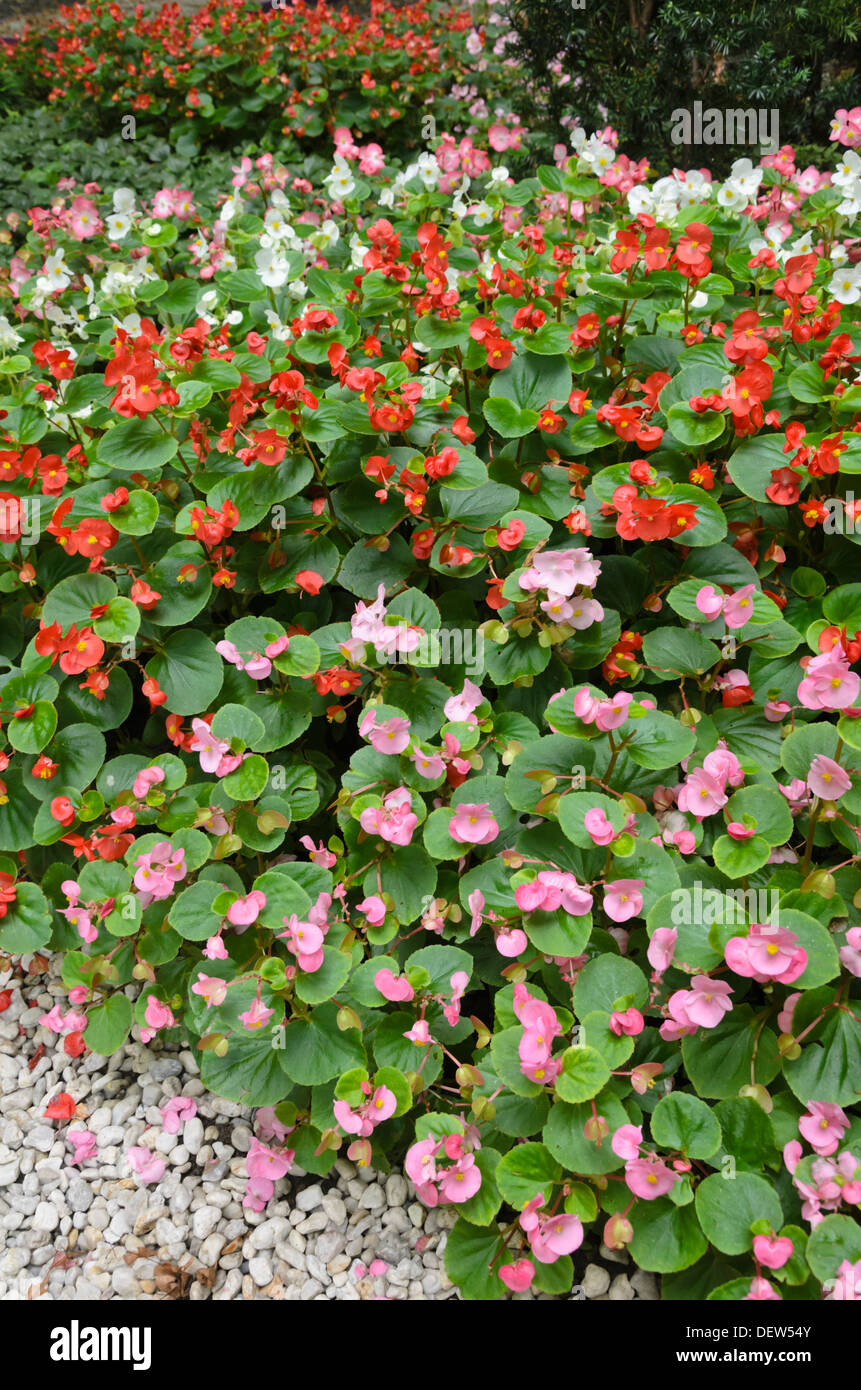 Bégonia (Begonia semperflorens) Banque D'Images