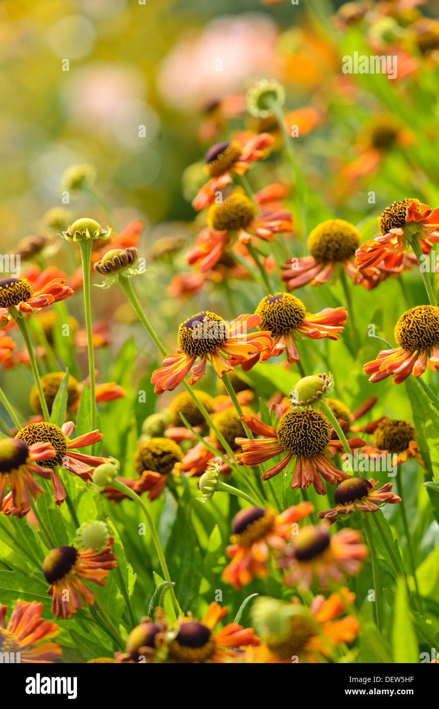 (Sneezeweed helenium moerheim beauty) Banque D'Images