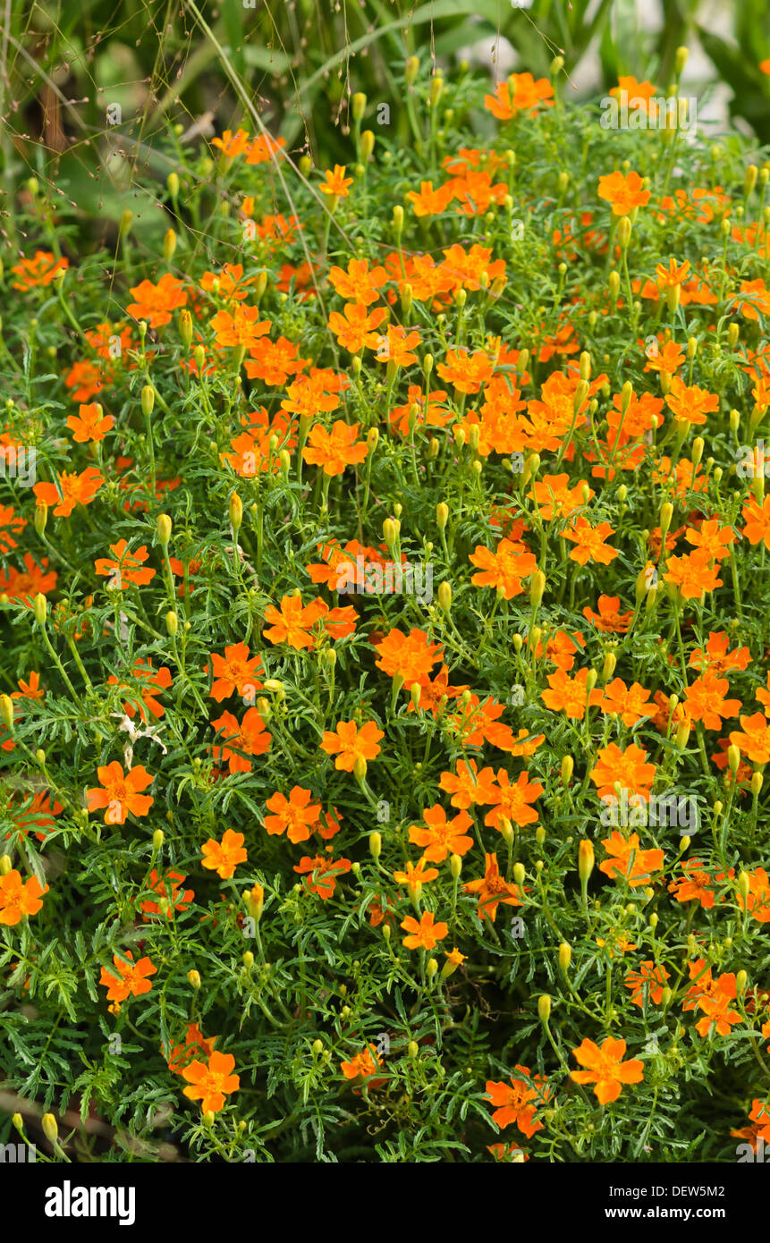 Marigold signet (Tagetes tenuifolia 'luna orange') Banque D'Images