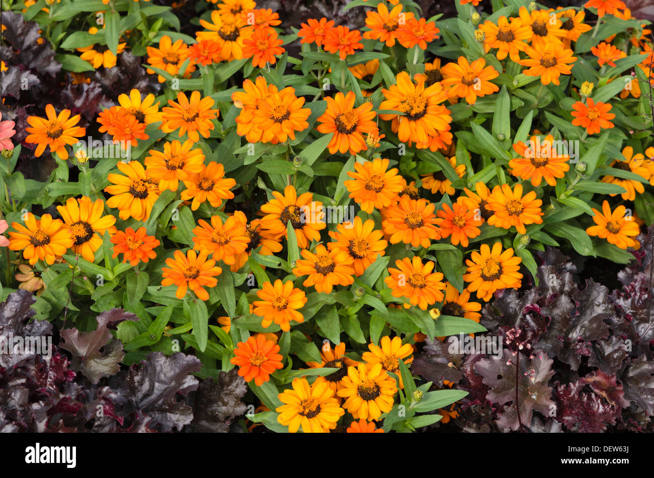 (Narrowleaf zinnia Zinnia angustifolia 'amulette orange') Banque D'Images