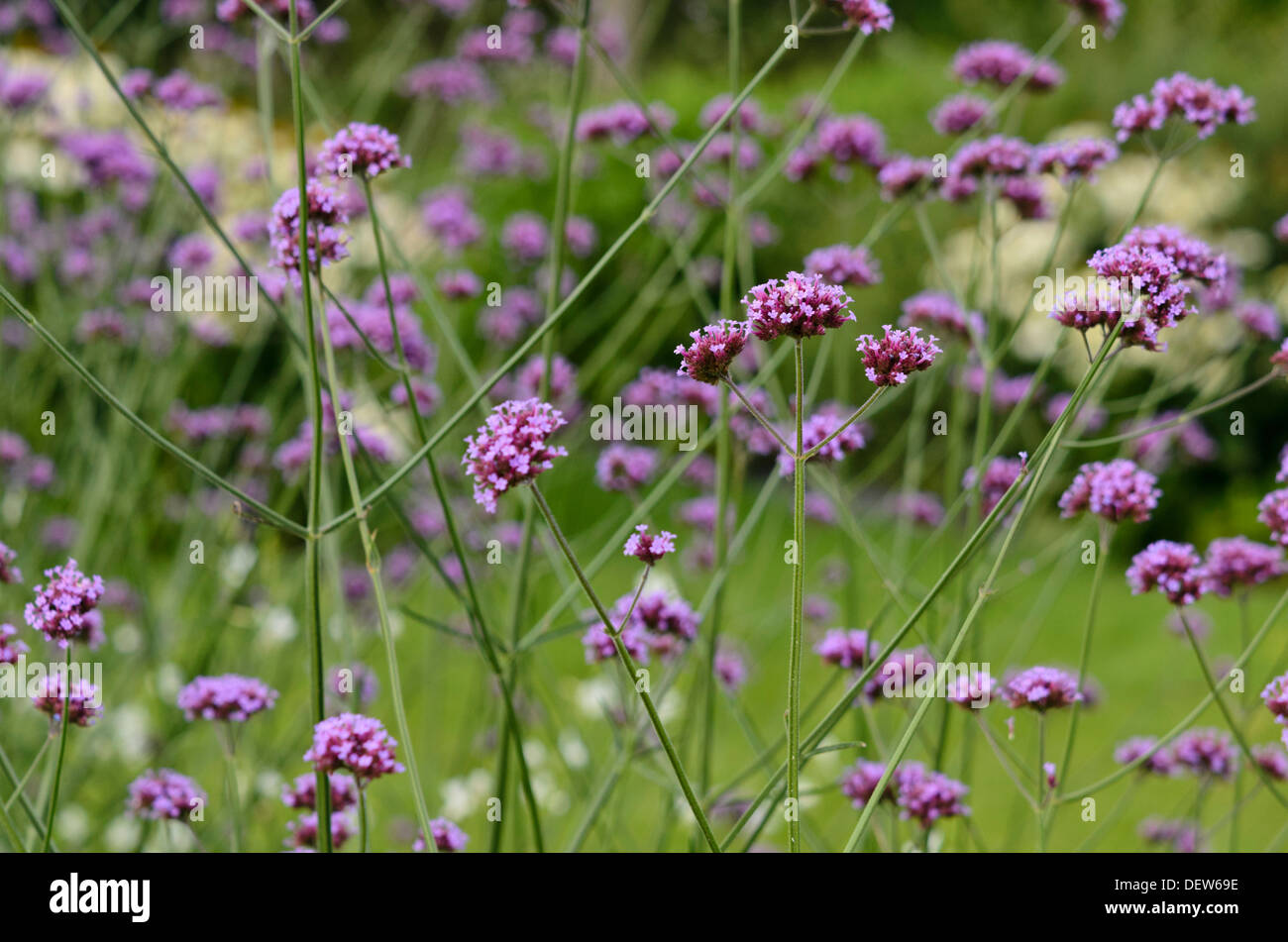 Purpletop verveine (Verbena bonariensis) Banque D'Images
