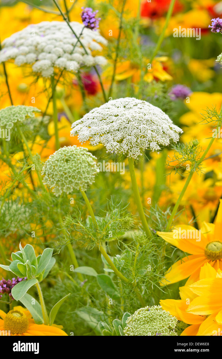 Faux L'herbe de l'évêque (Ammi majus) Banque D'Images