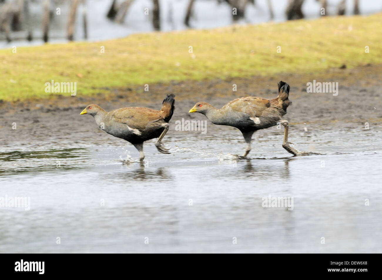 Originaire de Tasmanie Hen Gallinula mortierii adultes exécutant endémique à la Tasmanie photographié en Tasmanie, Australie Banque D'Images