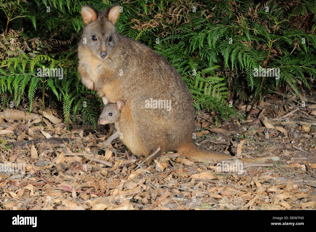 Calliste dos-bleu de Tasmanie Tangara billardieri Mère avec Joey dans pouch photographié en Tasmanie, Australie Banque D'Images