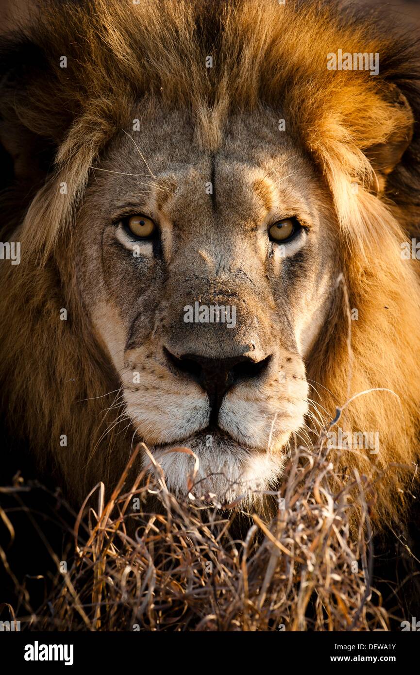 Portrait of a male lion (Panthera leo) avec une crinière noire, parc Kruger, Afrique du Sud Banque D'Images