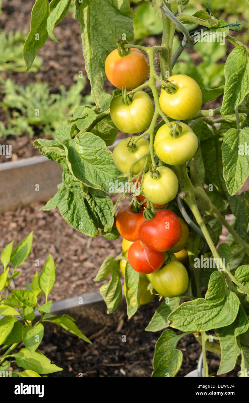 La tomate (Lycopersicon esculentum) Banque D'Images