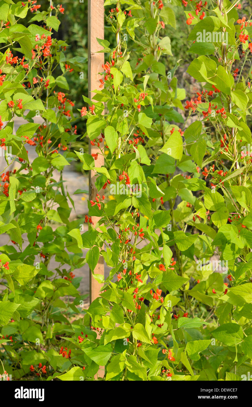 Haricot (Phaseolus coccineus) Banque D'Images